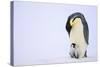 Emperor Penguin Protecting Offspring from the Cold-DLILLC-Stretched Canvas