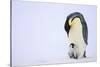 Emperor Penguin Protecting Offspring from the Cold-DLILLC-Stretched Canvas