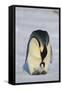 Emperor Penguin Protecting Offspring from the Cold-DLILLC-Framed Stretched Canvas