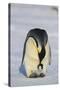 Emperor Penguin Protecting Offspring from the Cold-DLILLC-Stretched Canvas