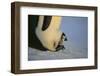 Emperor Penguin Protecting Offspring from the Cold-DLILLC-Framed Photographic Print