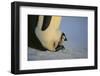 Emperor Penguin Protecting Offspring from the Cold-DLILLC-Framed Photographic Print