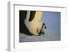 Emperor Penguin Protecting Offspring from the Cold-DLILLC-Framed Photographic Print