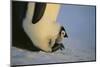 Emperor Penguin Protecting Offspring from the Cold-DLILLC-Mounted Photographic Print