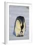 Emperor Penguin Protecting Offspring from the Cold-DLILLC-Framed Photographic Print