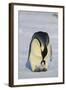 Emperor Penguin Protecting Offspring from the Cold-DLILLC-Framed Photographic Print