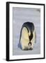 Emperor Penguin Protecting Offspring from the Cold-DLILLC-Framed Photographic Print