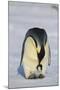 Emperor Penguin Protecting Offspring from the Cold-DLILLC-Mounted Photographic Print