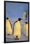 Emperor Penguin Protecting Offspring from the Cold-DLILLC-Framed Photographic Print