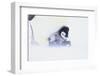 Emperor Penguin Protecting Offspring from the Cold-DLILLC-Framed Photographic Print