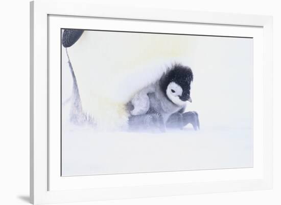 Emperor Penguin Protecting Offspring from the Cold-DLILLC-Framed Photographic Print