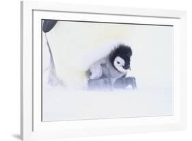 Emperor Penguin Protecting Offspring from the Cold-DLILLC-Framed Photographic Print