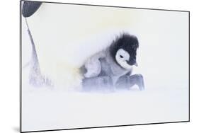 Emperor Penguin Protecting Offspring from the Cold-DLILLC-Mounted Photographic Print