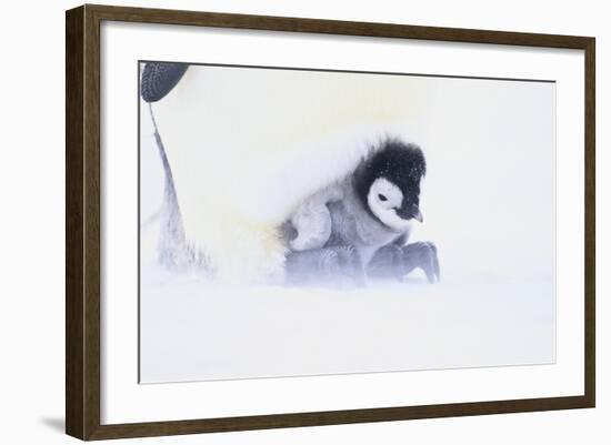 Emperor Penguin Protecting Offspring from the Cold-DLILLC-Framed Photographic Print