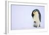 Emperor Penguin Protecting Offspring from the Cold-DLILLC-Framed Photographic Print