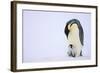 Emperor Penguin Protecting Offspring from the Cold-DLILLC-Framed Photographic Print