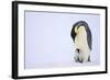 Emperor Penguin Protecting Offspring from the Cold-DLILLC-Framed Photographic Print