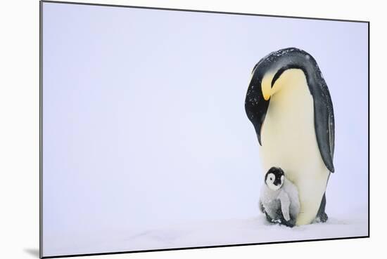 Emperor Penguin Protecting Offspring from the Cold-DLILLC-Mounted Photographic Print