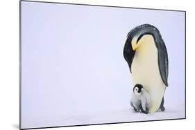 Emperor Penguin Protecting Offspring from the Cold-DLILLC-Mounted Photographic Print