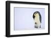 Emperor Penguin Protecting Offspring from the Cold-DLILLC-Framed Photographic Print