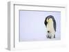 Emperor Penguin Protecting Offspring from the Cold-DLILLC-Framed Photographic Print