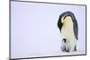 Emperor Penguin Protecting Offspring from the Cold-DLILLC-Mounted Photographic Print