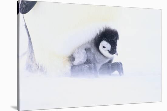 Emperor Penguin Protecting Offspring from the Cold-DLILLC-Stretched Canvas