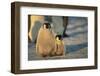 Emperor Penguin Siblings-DLILLC-Framed Photographic Print