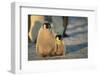 Emperor Penguin Siblings-DLILLC-Framed Photographic Print