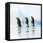 Emperor Penguin, Three Adults Walking across Ice-null-Framed Stretched Canvas