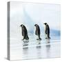 Emperor Penguin, Three Adults Walking across Ice-null-Stretched Canvas