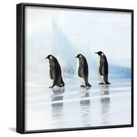 Emperor Penguin, Three Adults Walking across Ice-null-Framed Photographic Print
