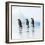 Emperor Penguin, Three Adults Walking across Ice-null-Framed Photographic Print