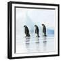 Emperor Penguin, Three Adults Walking across Ice-null-Framed Photographic Print