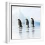 Emperor Penguin, Three Adults Walking across Ice-null-Framed Photographic Print