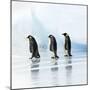 Emperor Penguin, Three Adults Walking across Ice-null-Mounted Photographic Print