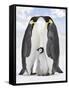 Emperor Penguin, Two Adults with Chick-null-Framed Stretched Canvas