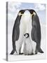 Emperor Penguin, Two Adults with Chick-null-Stretched Canvas