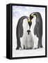 Emperor Penguin, Two Adults with Chick-null-Framed Stretched Canvas