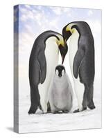 Emperor Penguin, Two Adults with Chick-null-Stretched Canvas