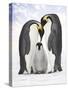 Emperor Penguin, Two Adults with Chick-null-Stretched Canvas