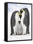 Emperor Penguin, Two Adults with Chick-null-Framed Stretched Canvas