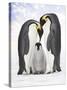 Emperor Penguin, Two Adults with Chick-null-Stretched Canvas