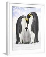 Emperor Penguin, Two Adults with Chick-null-Framed Photographic Print