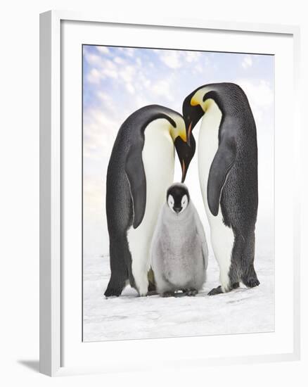 Emperor Penguin, Two Adults with Chick-null-Framed Photographic Print