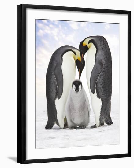 Emperor Penguin, Two Adults with Chick-null-Framed Photographic Print