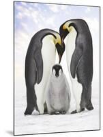 Emperor Penguin, Two Adults with Chick-null-Mounted Photographic Print