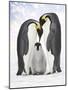 Emperor Penguin, Two Adults with Chick-null-Mounted Photographic Print