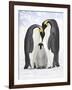 Emperor Penguin, Two Adults with Chick-null-Framed Photographic Print