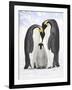 Emperor Penguin, Two Adults with Chick-null-Framed Photographic Print